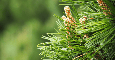 Olio di pino mugo: proprietà e usi per il benessere delle vie respiratorie